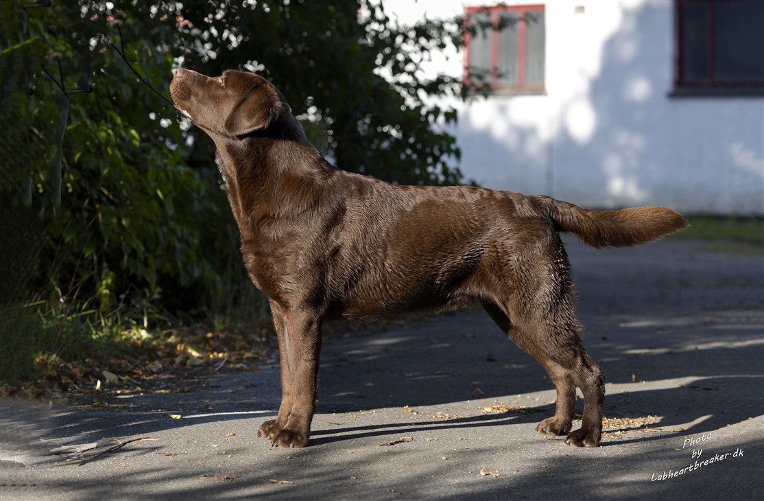 1½ år